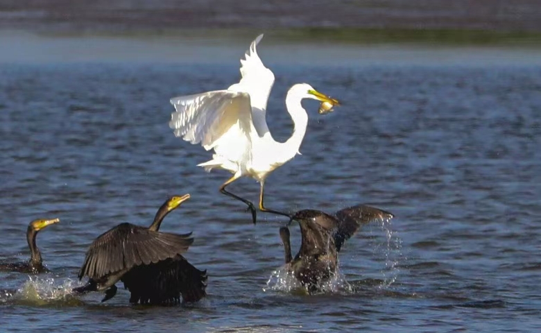 江河味道之白鹭