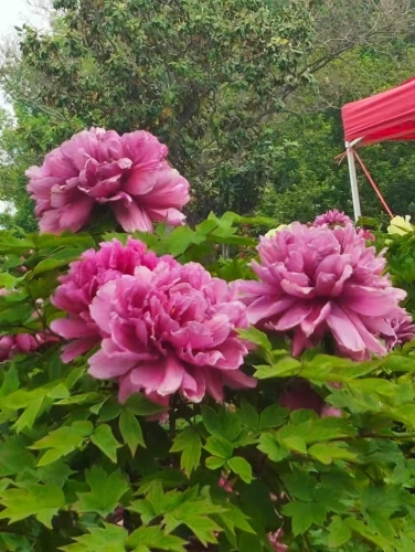 微信图片_2026-04-30_150842_268