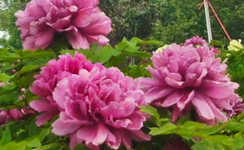 国色天香 菏泽牡丹