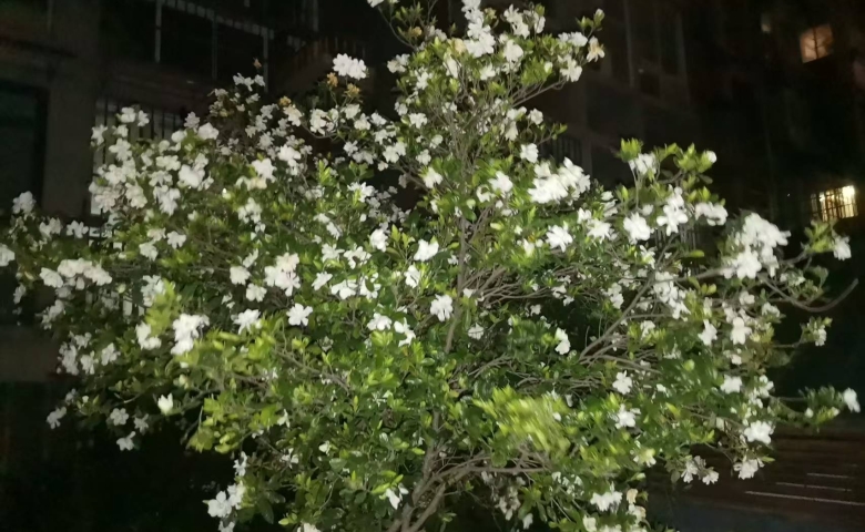栀子花开