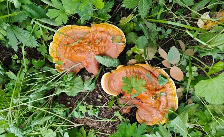 灵芝 仙芝